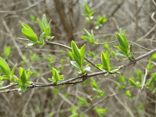 nature photo