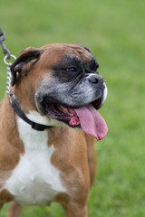 Red and white boxer dog facing forward