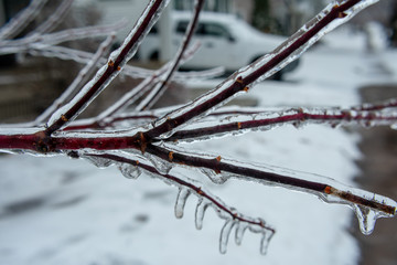 branch of a tree covered with ice