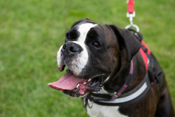 Happy boxer dog