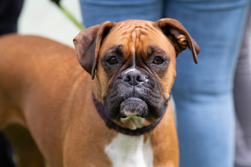 red boxer looking forward