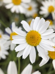 Fototapeta premium daisies in the garden