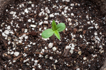 seedling of hemp in planting pot vertical view close up