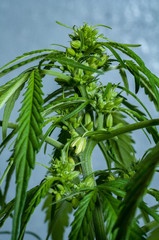 male or hermaphrodite cannabis plant in bloom 