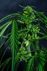 Fototapeta na wymiar male or hermaphrodite cannabis plant in flowering on dark background