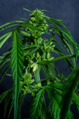 Obraz premium male or hermaphrodite cannabis plant in flowering on dark background