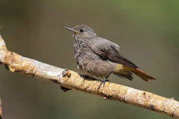Black redstart chicken, (Phoenicurus ochruros), on its perch waiting for food.