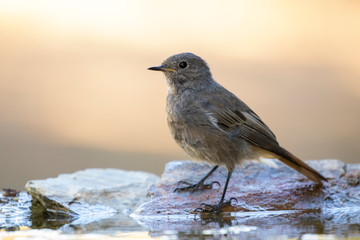 Black redstart chicken, (Phoenicurus ochruros), taking a bath