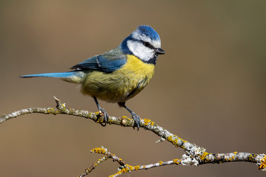 blue tit, (Cyanistes caeruleus), perched on the branch of a tree