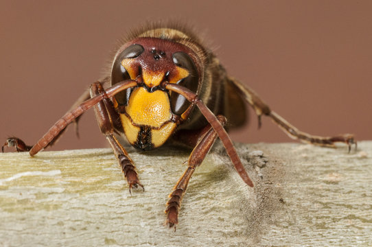 Vespa crabro, hornet, large wasp perched on a branch on a colorful and blurred background