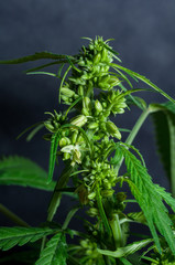 male or hermaphrodite cannabis plant in bloom 