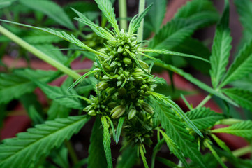 male or hermaphrodite cannabis plant in bloom 