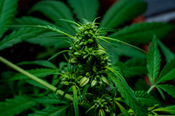 male or hermaphrodite cannabis plant in bloom 