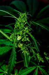 male or hermaphrodite cannabis plant in bloom 