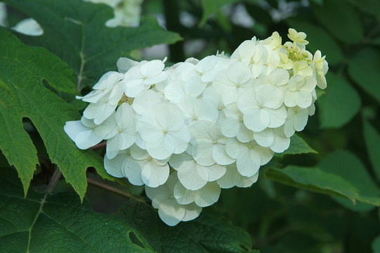 Hydrangea Quercifolia