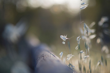 macro de primavera