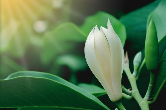 White Champaka flower or Michelia alba. have smells aroma on green tree in garden