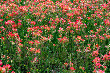Texas Wildflower Field Spring State Flower Flowers