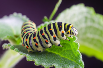 Caterpillar of the Machaon crawling on green leaves, close-up