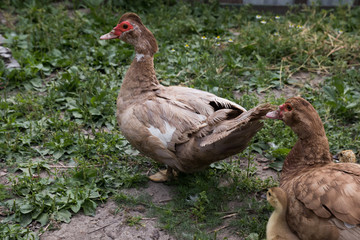 ducklings are walking on the farm, close-up of birds