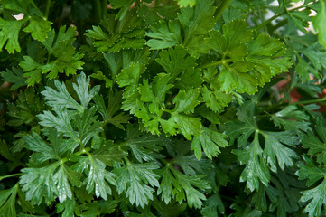 Close up of green curly Italian parsley plant leaves growing in pot.