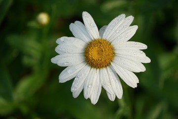 Obraz premium White Daisy with Rain Drops Isolated Macro