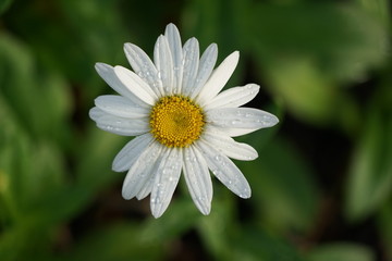Obraz premium White Daisy with Rain Drops Isolated Macro