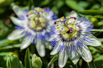 Flowers of the southern plant passionflower close up