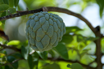 Close up of large sweetsop sugar-apple, also known as custard-apple, growing on tree showing leaves and branches