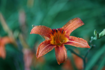 Tiger Lily Flower Macro - Lilium lancifolium