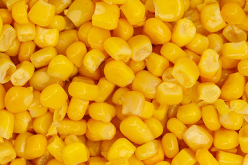 Yellow corn seeds background seamless texture close up