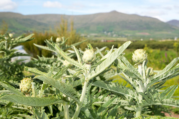 organic artichokes in dingle ireland