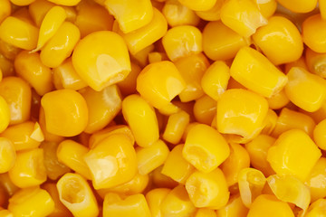 Yellow corn seeds background seamless texture close up