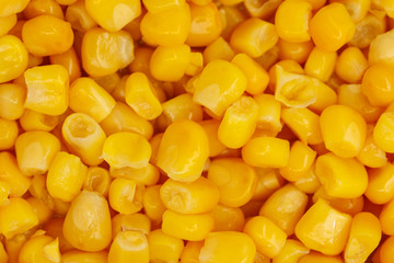 Yellow corn seeds background seamless texture close up
