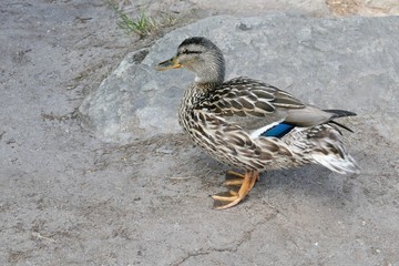 Female mallard ducks on the lake shore - Großer Arber - Bayerisch Eisenstein