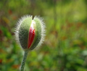 Delicate fluffy poppy flower bud blooms in garden in sunlight on green background. Springtime natural background with copy space. Poppy bud looking like female vagina, vulva symbol. Selective focus