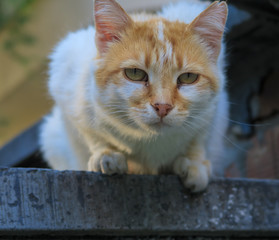 Cat watching from the top of the fence