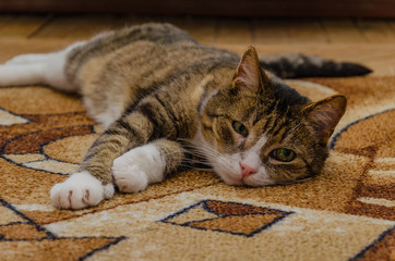 A striped domestic cat with a sore eye lies on a colored carpet. The treatment of domestic animals.