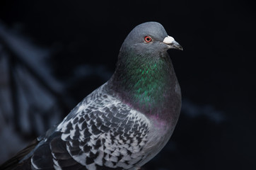 Wild beautiful dove close-up on a dark background. The speckled wings, the head is gray with red eyes and a gorgeous neck with iridescent plumage from gray to green and purple.