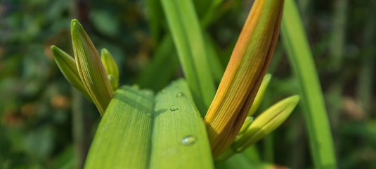 Green leaf with water drops after rain