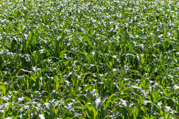 Fototapeta premium Green corn field.