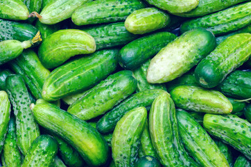 Fresh organic vegetables, green cucumbers, texture background