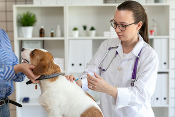 The vet makes a dog an injection syringe. The owner keeps the dog. Blurred background of veterinary clinic.