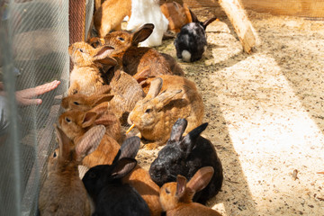 black, red, white rabbits in a cage on the farm. animals and Pets on the farm.