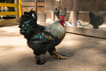 cock and hen