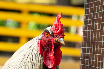 portrait of a bright cock with a red crest on a farm close-up