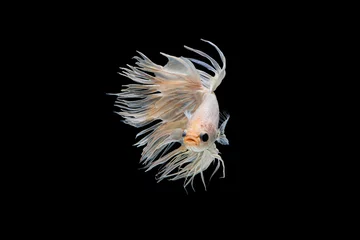 Foto auf Leinwand Der bewegende Moment schön von weißen siamesischen Betta-Fischen oder ausgefallenen Splendens-Kampffischen in Thailand auf schwarzem Hintergrund. Thailand nannte Pla-kad oder Kronenschwanzfisch. © Soonthorn