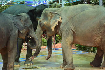 Fototapeta premium Phuket