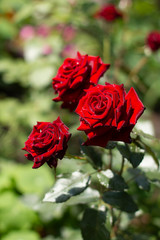 Чайная роза