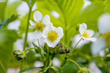Flowering bushes of strawberry, white flowers, a patch of strawberries